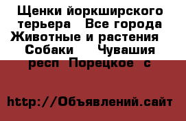 Щенки йоркширского терьера - Все города Животные и растения » Собаки   . Чувашия респ.,Порецкое. с.